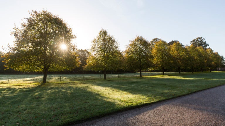 The autumn sun shining through trees in the parkland at Beningbrough, North Yorkshire